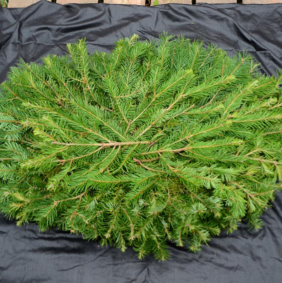 Christmas Cemetery Blanket Plain 