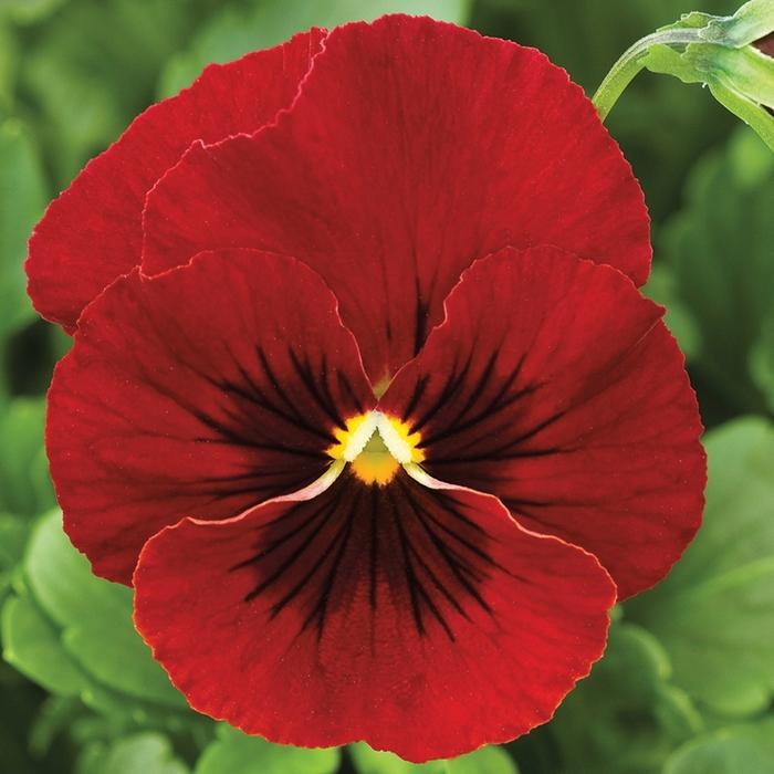 Viola cornuta Penny™ Red Blotch