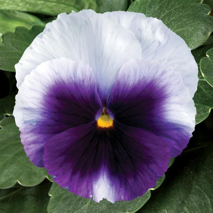 Viola x wittrockiana Delta™ Premium Beaconsfield