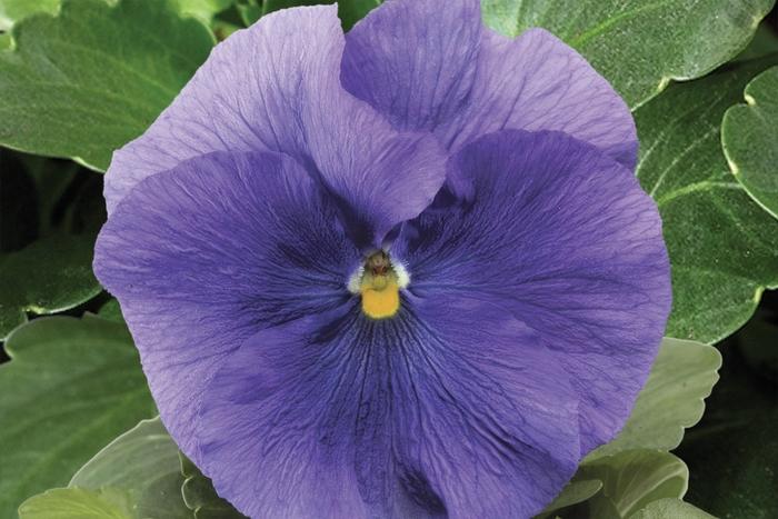 Viola x wittrockiana Delta™ Premium Pure Light Blue