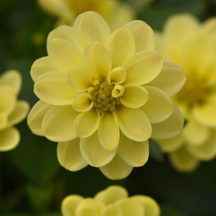 Dahlia Dahlita™ Yellow