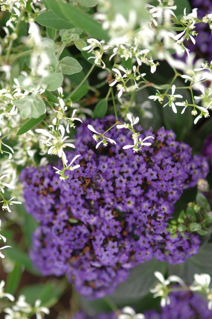 Heliotropium arborescens Marine