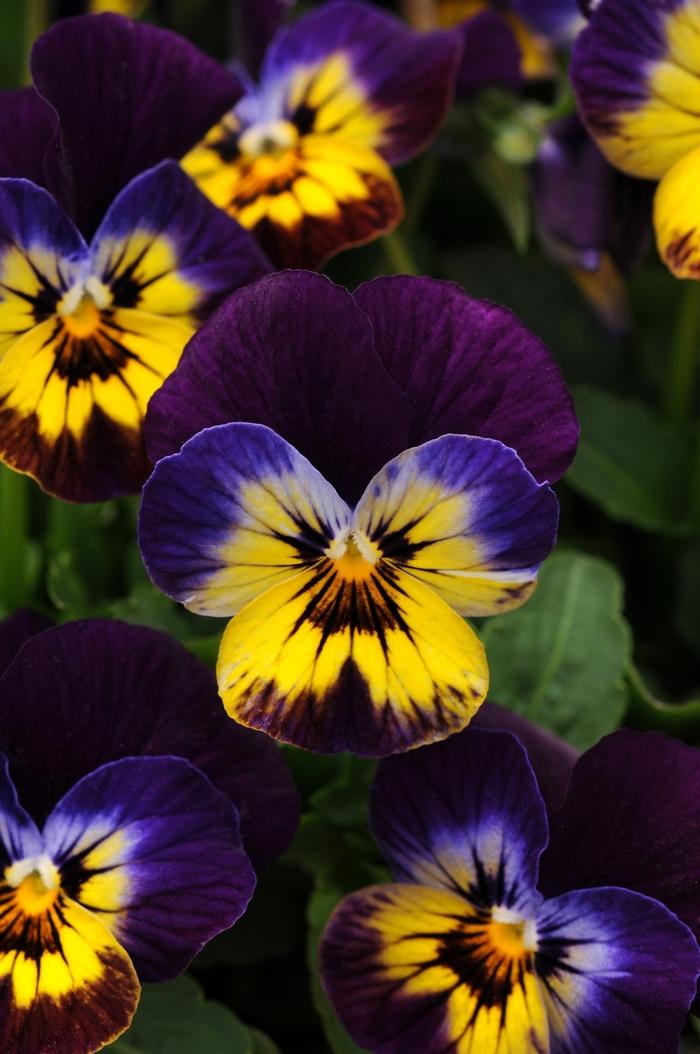 Viola cornuta Sorbet® Midnight Glow