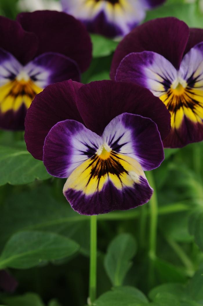 Viola cornuta Sorbet® Midnight Glow