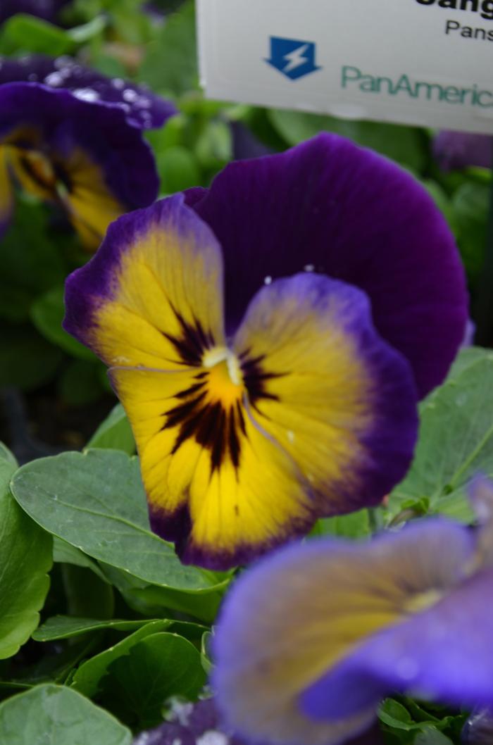 Viola x wittrockiana Spring Matrix™ Midnight Glow