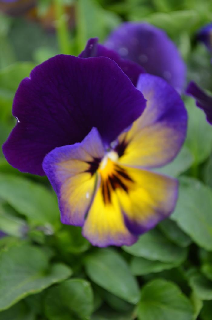 Viola x wittrockiana Spring Matrix™ Midnight Glow