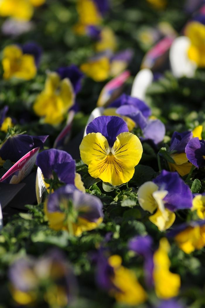 Viola x wittrockiana Morpheus