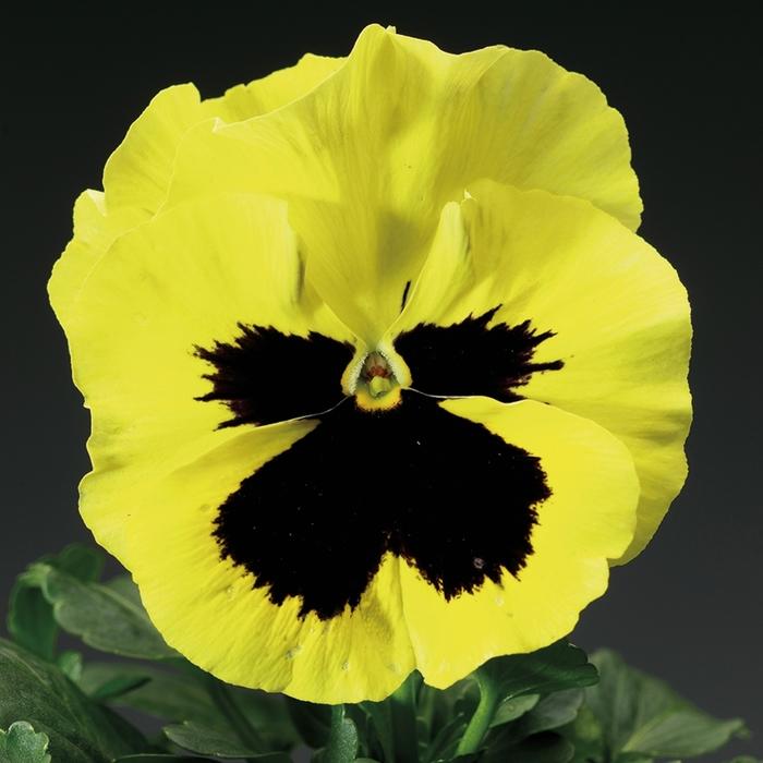 Viola x wittrockiana Delta™ Premium Primrose w/Blotch