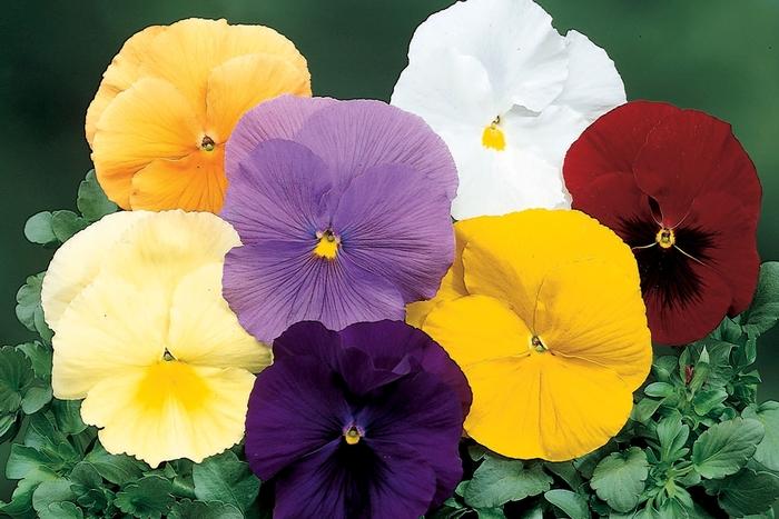 Viola x wittrockiana Delta™ Pure Colors Mix