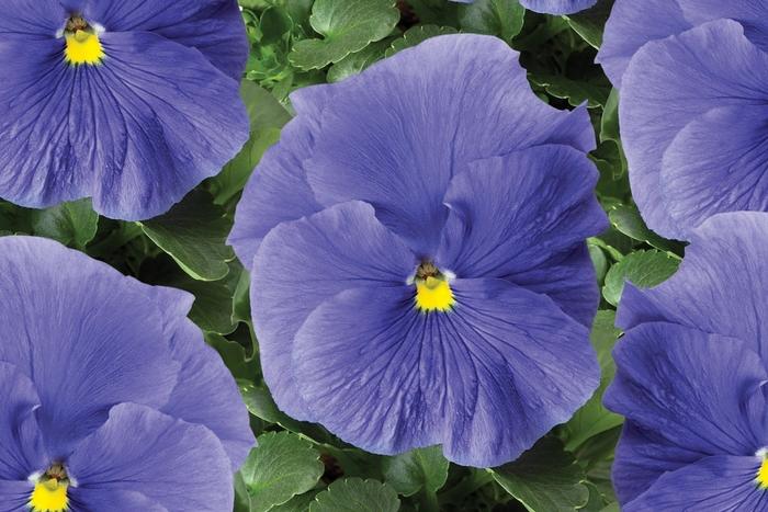Viola x wittrockiana Delta™ Premium True Blue