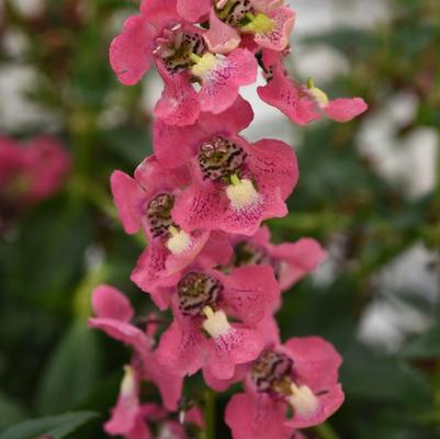 Angelonia angustifolia Archangel™ Coral