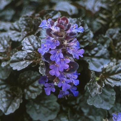 Ajuga reptans Walberton's® Black Scallop