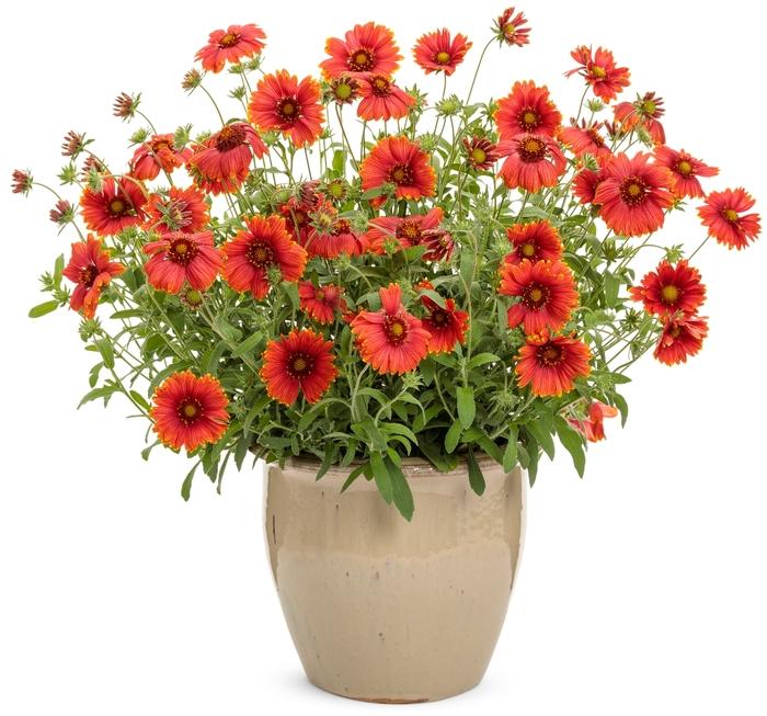 Gaillardia Heat it Up™ Scarlet