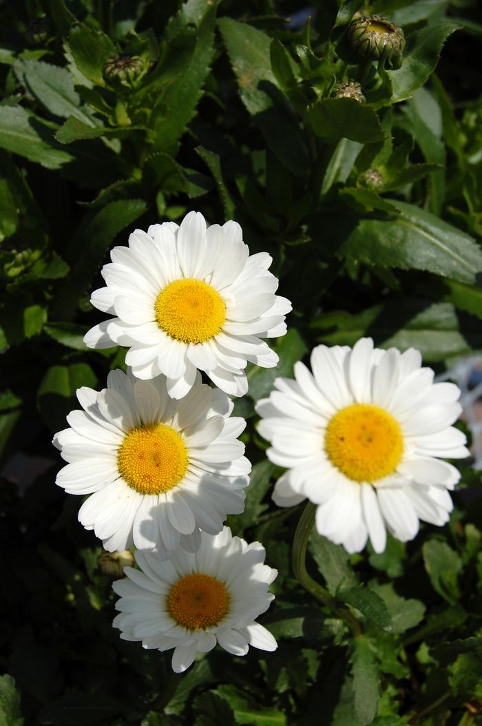 Leucanthemum x superbum Darling Daisy