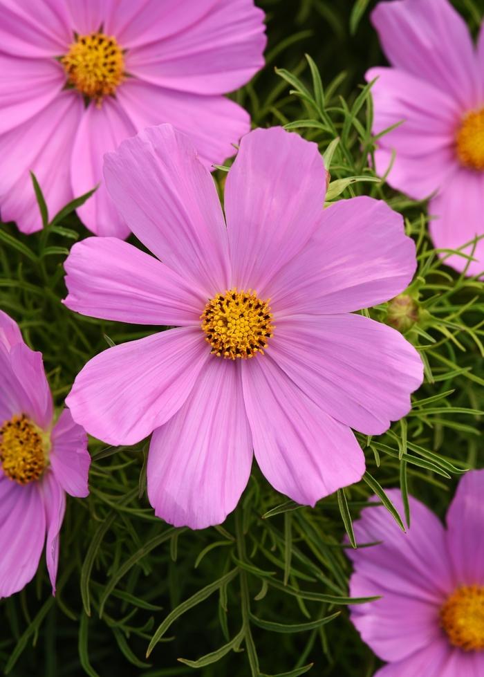 Cosmos bipinnatus Sonata™ Pink