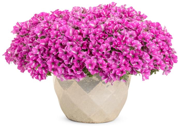 Petunia Supertunia® Raspberry Rush™