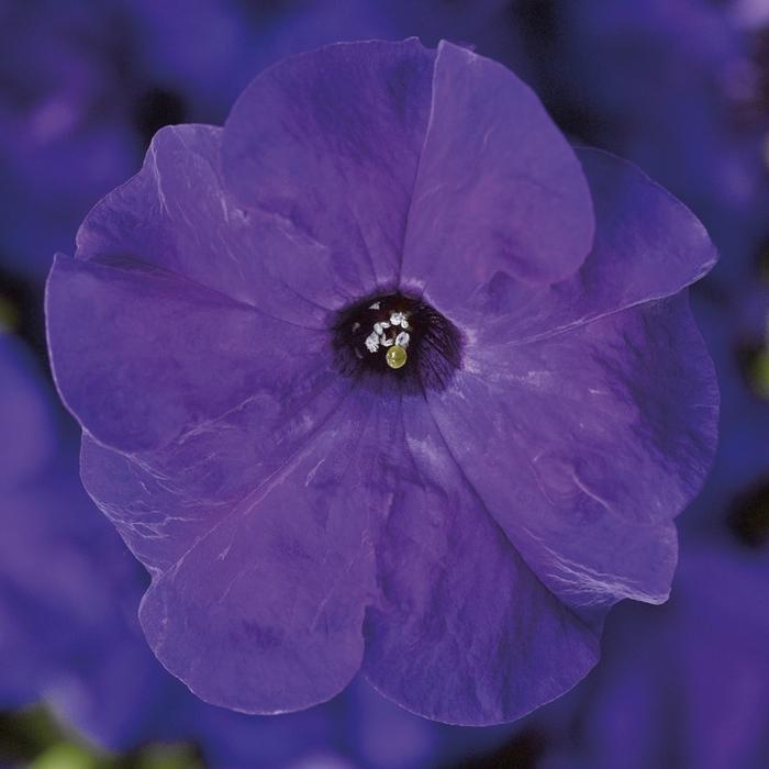 Petunia grandiflora TriTunia™ Blue