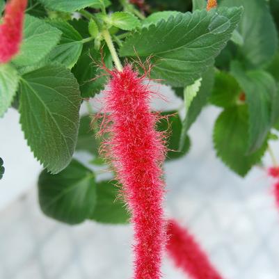 Acalypha pendula 