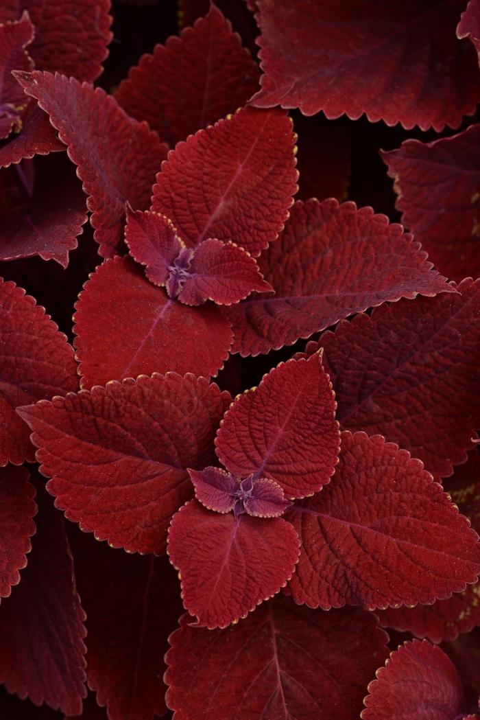 Solenostemon Ruby Slipper