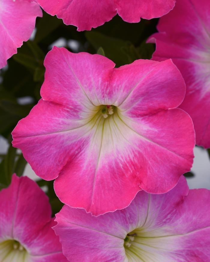 Petunia ColorBlitz™ Pinkceptional