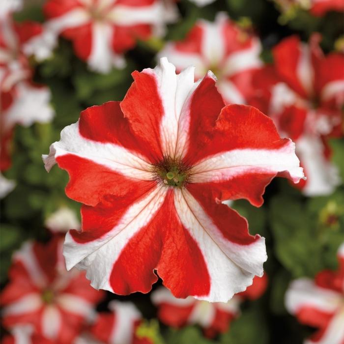 Petunia grandiflora TriTunia™ Red Star
