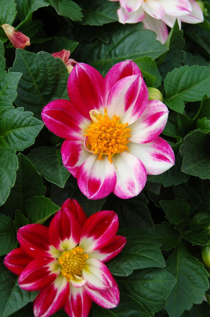 Dahlia Goldalia™ Rose Bicolor