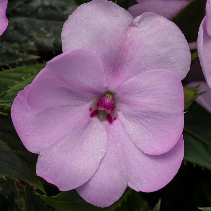 Impatiens SunPatiens® Compact Orchid Blush
