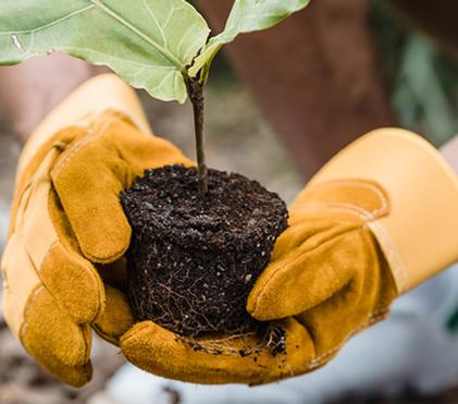 Fall is a Great Time to Plant