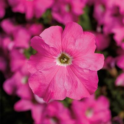 Petunia grandiflora TriTunia™ Pink