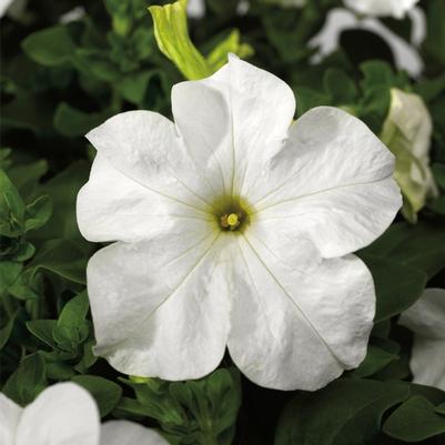Petunia grandiflora TriTunia™ White