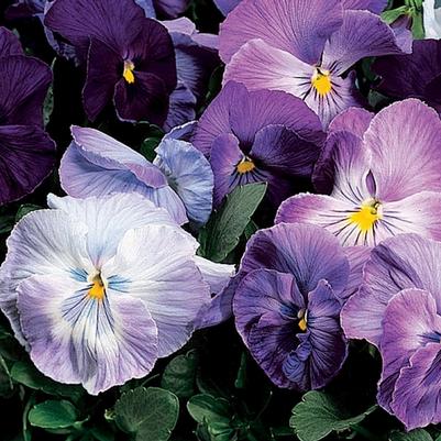 Viola x wittrockiana Delta™ Lavender Blue Shades