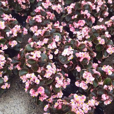Begonia semperflorens Senator Bronze Leaf Pink