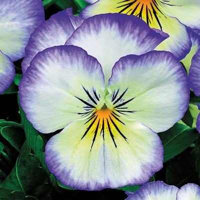 Viola cornuta Penny™ Purple Picotee