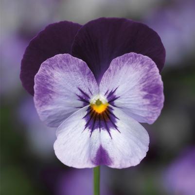 Viola cornuta Penny™ Denim Jump-up