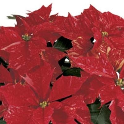 Euphorbia pulcherrima Jingle Bells Shades