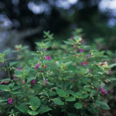 Calamintha grandiflora Variegata