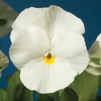 Viola cornuta Penny™ White