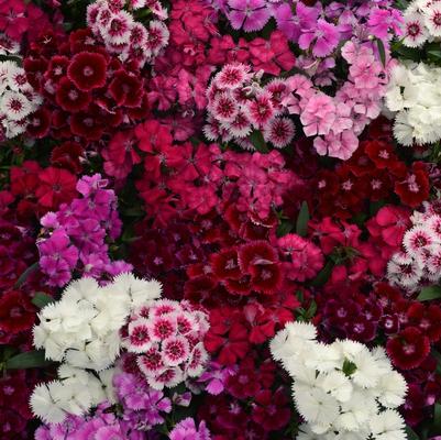 Dianthus Floral Lace™ Mix