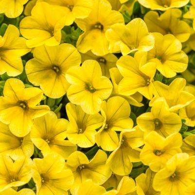 Calibrachoa Superbells® Yellow