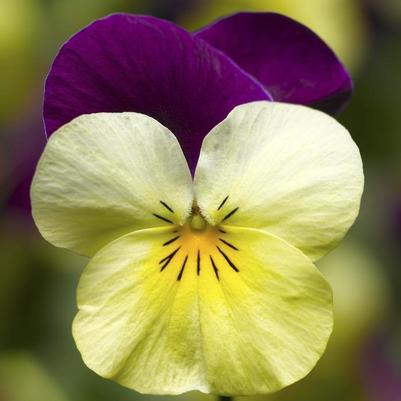 Viola cornuta Penny™ Yellow Jump-up