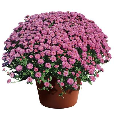 Chrysanthemum x morifolium Gigi™ Dark Pink