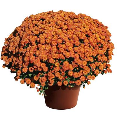Chrysanthemum x morifolium Gigi™ Orange