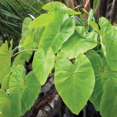 Colocasia esculenta Royal Hawaiian® Maui Gold