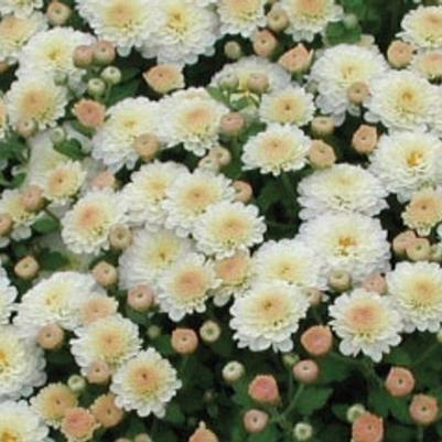 Chrysanthemum x morifolium White Gigi