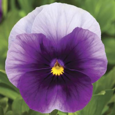 Viola cornuta Penny™ Beaconsfield