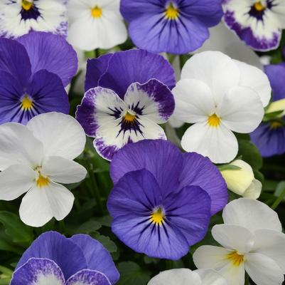 Viola cornuta Sorbet® XP Blueberry Sundae Mixture