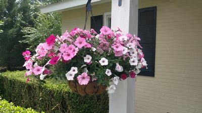 Combination Planter Above and Beyond