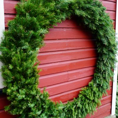 Christmas Douglas Wreath 