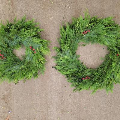 Christmas Cypress, Boxwood, White Pine, and Winterberry 