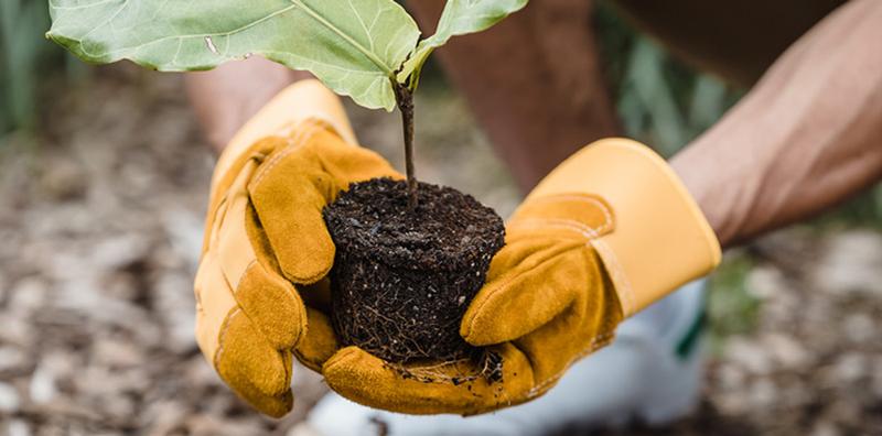 Fall is a Great Time to Plant